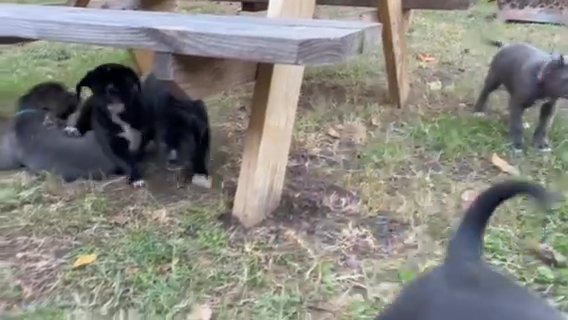 Cane Corso Puppies in Portsmouth, Virginia