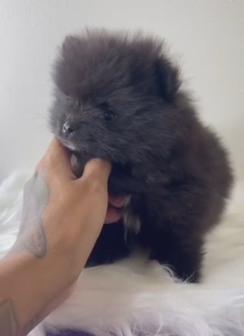 Inky in New York City, New York