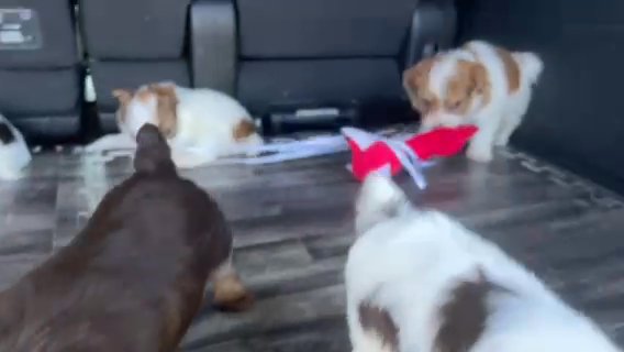 SOLD—Male AKC Yorkies in Boone, North Carolina