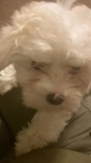 Maltese Puppies in Atlanta, Georgia