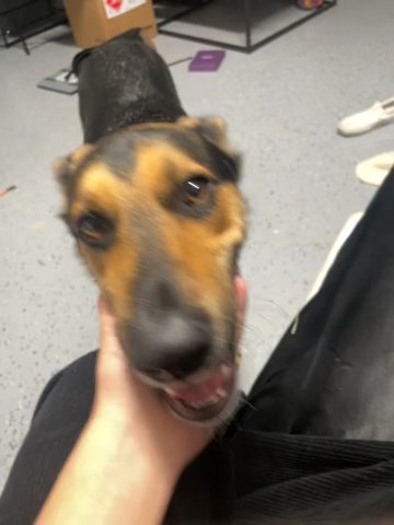 Rehoming German Shepard Mix (Bucky) in Chula Vista, California