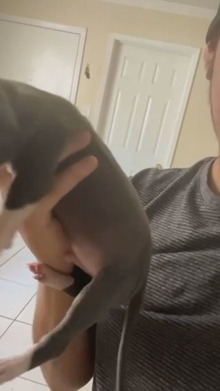 Pit Puppy in Pasadena, Texas