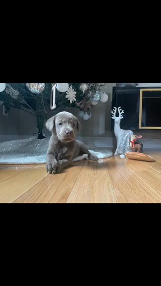 Puppies Purebred Labrador Retriever in Cherry Hill Mall, New Jersey