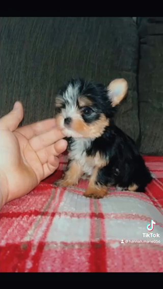 Micro Yorkie in Cookeville, Tennessee