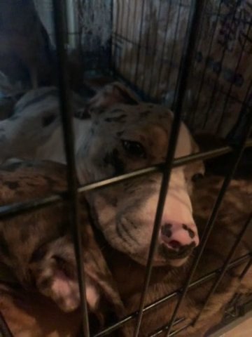 Pure Breed Pitbull All Shots in Miami Gardens, Florida