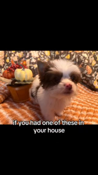 SOLD—AKC Male Yorkies in Boone, North Carolina