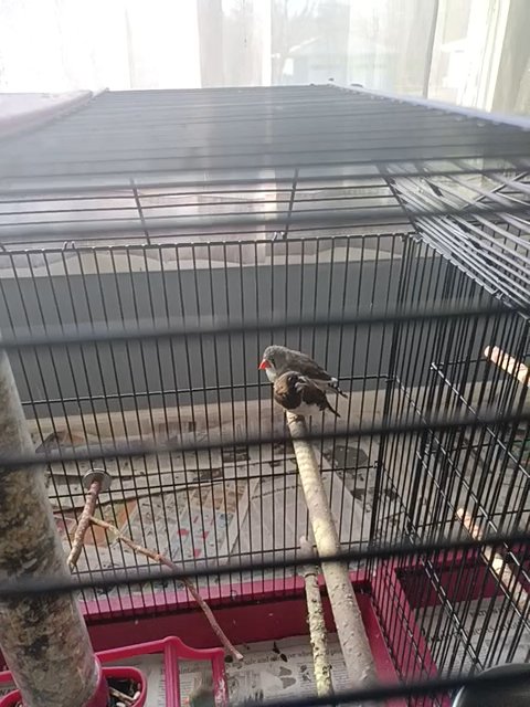 3 Finches in Bloomington, Minnesota