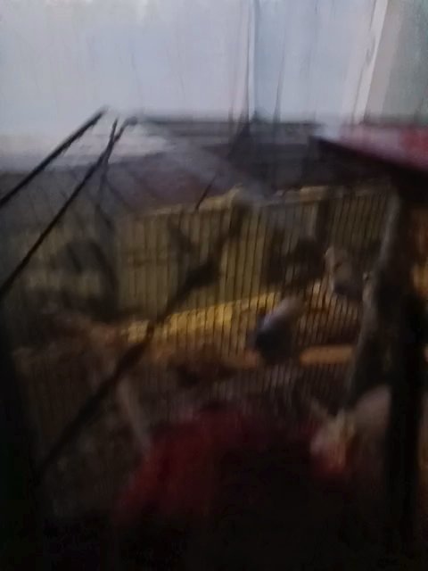 Parakeets/Budgies Of 3 in Bloomington, Minnesota
