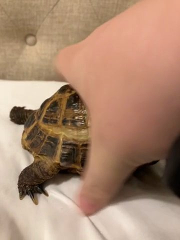 Russian tortoise in South Houston, Texas