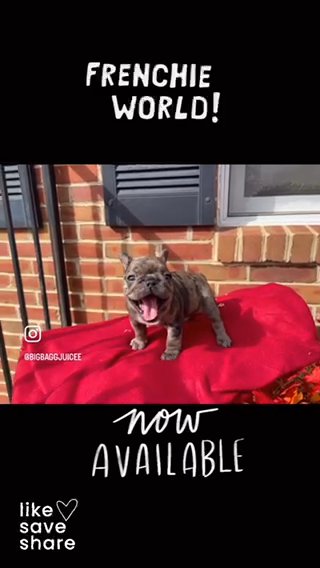 Adorable Frenchies Available ❤️ in Richmond, Virginia