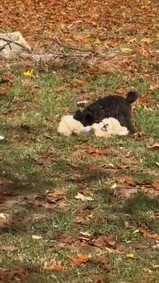 Brownie in Queensbury, New York