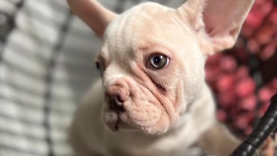 French Bulldog in Washington, District of Columbia