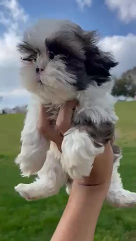 3 Month Old Adorable Shih Tzu Puppy in Brooklyn, New York