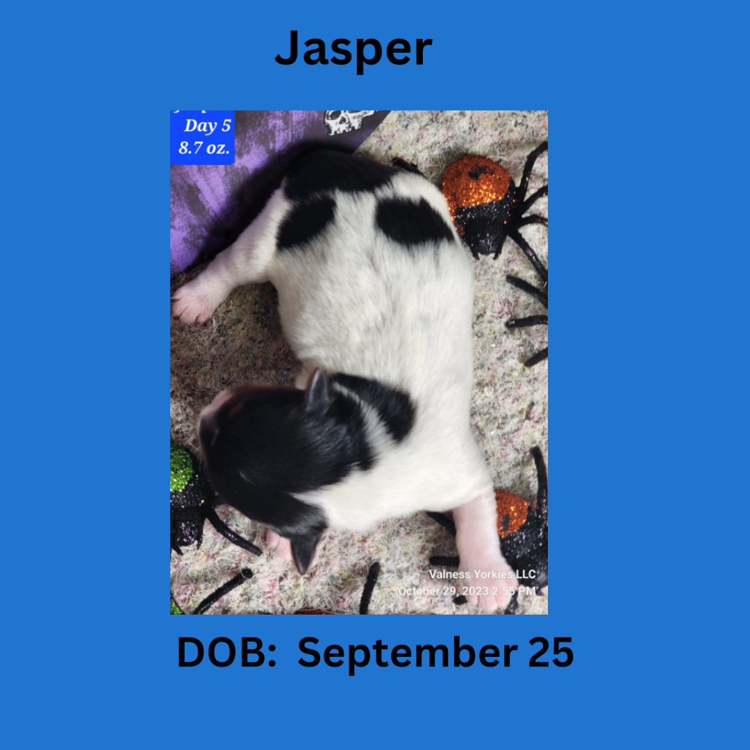 Jasper AKC in Washington, District of Columbia