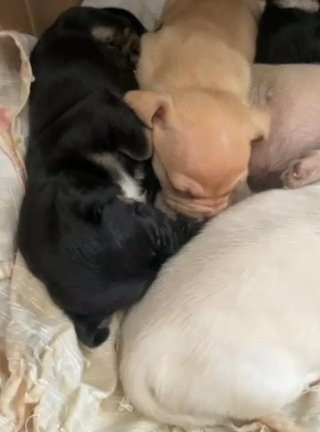 Puppies in Phoenix, Arizona