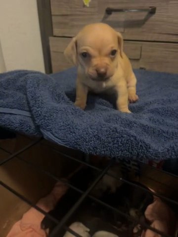 Puppy in Phoenix, Arizona