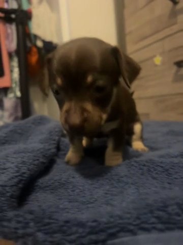 Puppy in Phoenix, Arizona