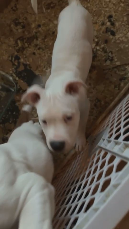 bully puppies in Mansfield, Texas