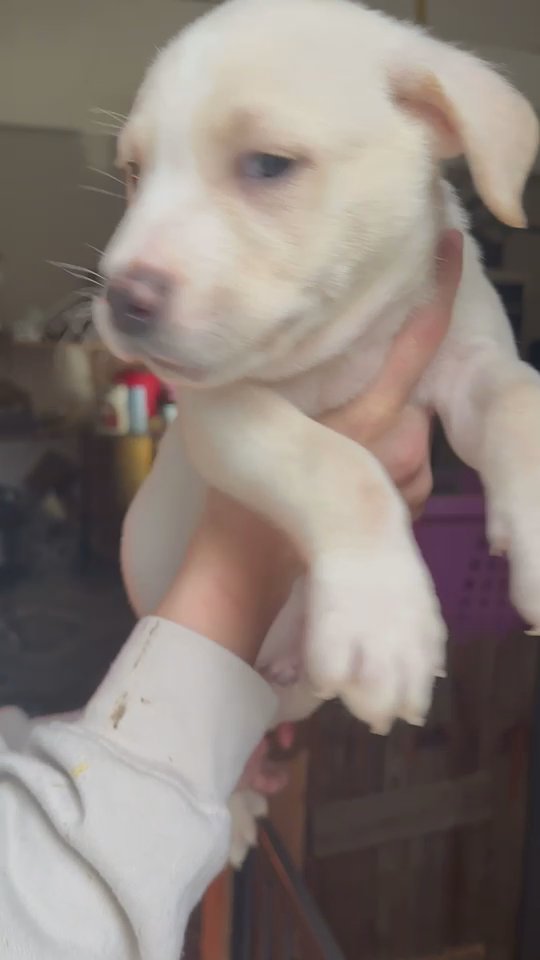 pitbull puppy in Mansfield, Texas