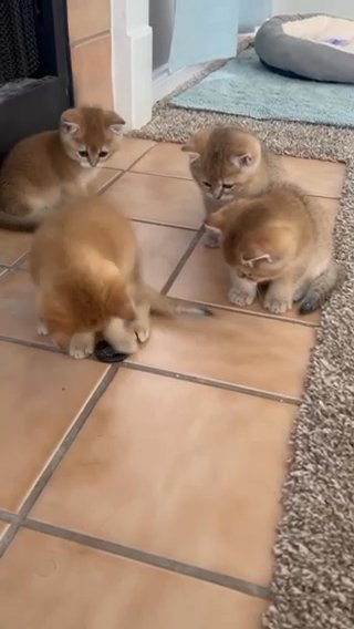 Kittens’ Team in San Antonio, Texas