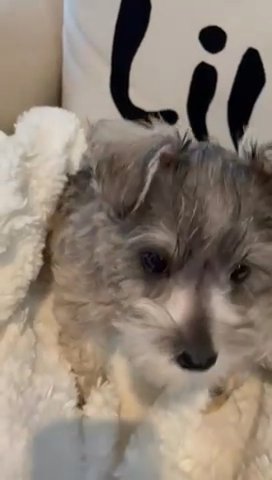 Miniature Schnauzer AKC in Dallas, Texas