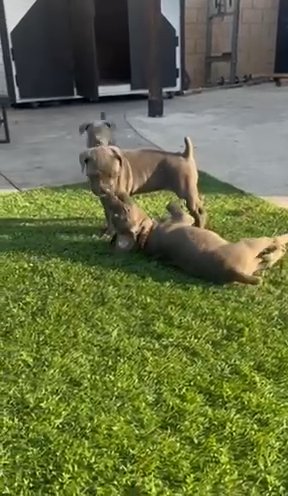 Cane Corso Puppies in Compton, California