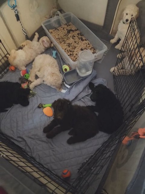 f1 bb goldendoodles in Simpsonville, South Carolina