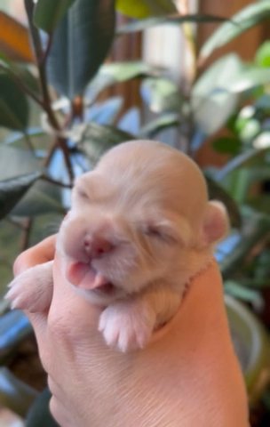 Simba ???chihuahua male in Brooklyn, New York