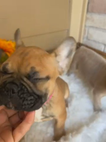 French Bulldog Females in Houston, Texas