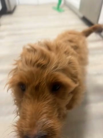 MINI BERNEDOODLE in Atlanta, Georgia