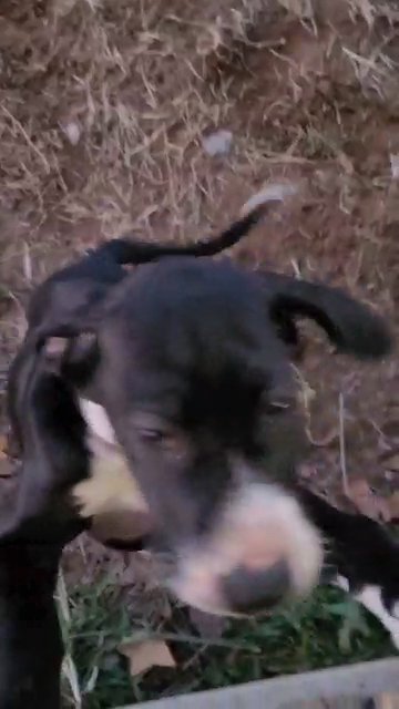 Male and Female Great Danes RTG in Sikeston, Missouri