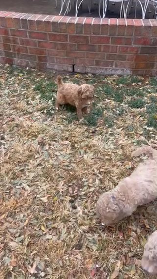 Golden-doodles For Sale! in Amarillo, Texas