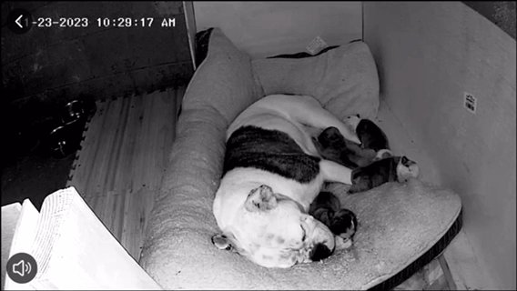 Bulldogge Puppies Here in Glendale, Wisconsin