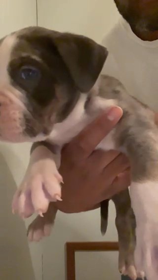 Male American Bully Pup in Salisbury, Maryland