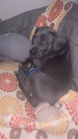 Great Dane Female Puppy in Reno, Nevada