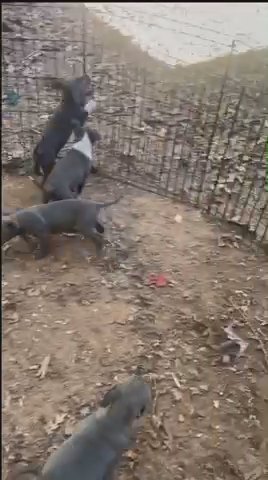 American Staffordshire Terriers For Sale in Decatur, Georgia