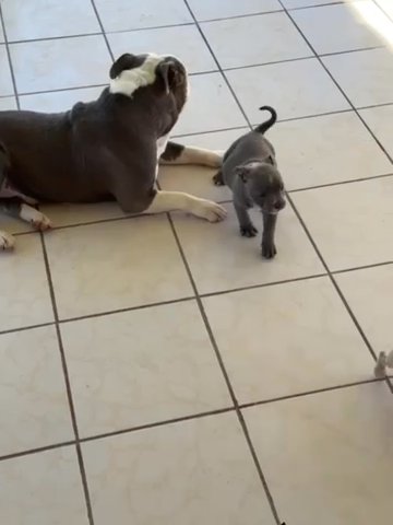 American Bully in San Diego, California