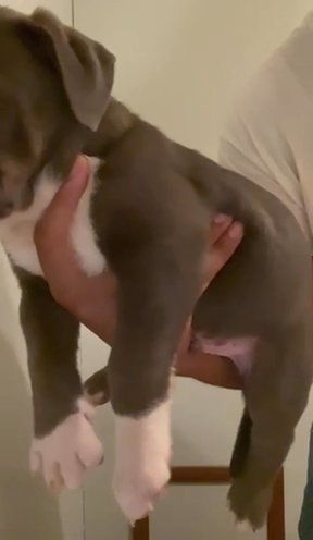 Male Xl American Bully in Salisbury, Maryland