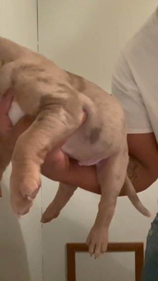 Male Xl Bully Pup in Salisbury, Maryland