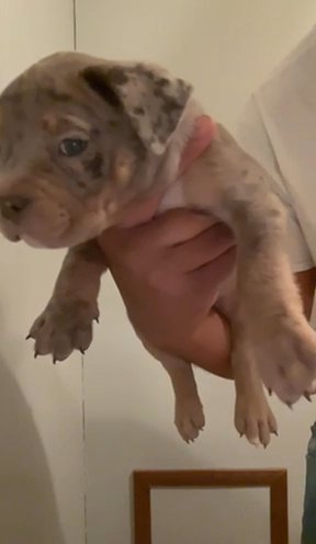 Xl American Bully Female in Salisbury, Maryland