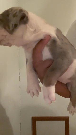 Female Xl Bully Pup in Salisbury, Maryland