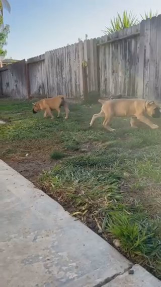 Cane Corso Puppies in Modesto, California