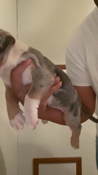 Female Xl Bully Pup in Salisbury, Maryland