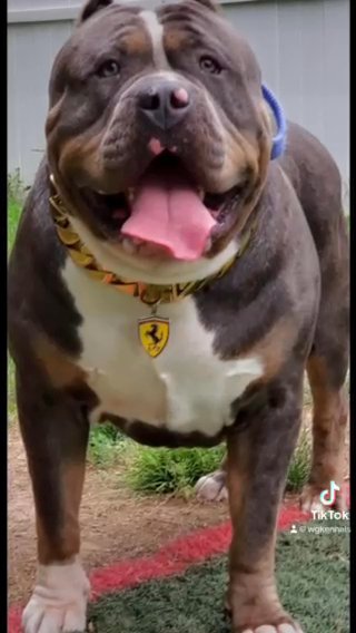 American Xl Bully Pups in Salisbury, Maryland