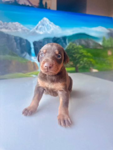 Akc Pure Doberman in Seattle, Washington