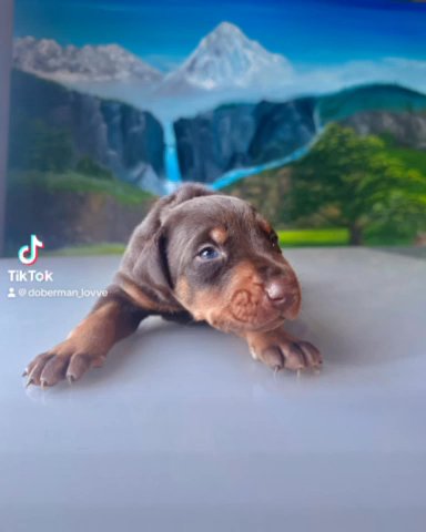 Akc Pure Doberman in Seattle, Washington