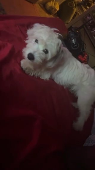 Puppy For Sell ?? in Richmond, Virginia
