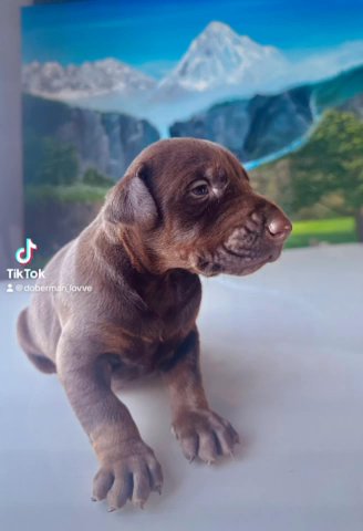 Akc Pure Doberman in Seattle, Washington