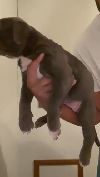 Female Xl Bully Pup in Salisbury, Maryland