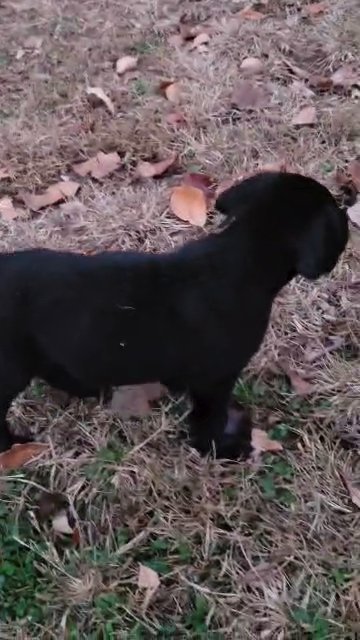 Labrador retreiver puppies in Independence, Missouri